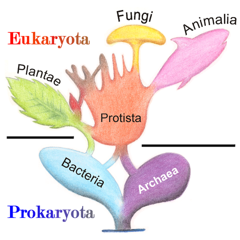 tree of life