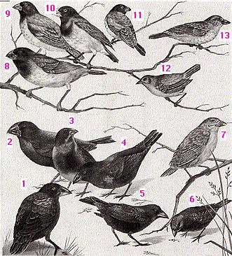 Darwin finches